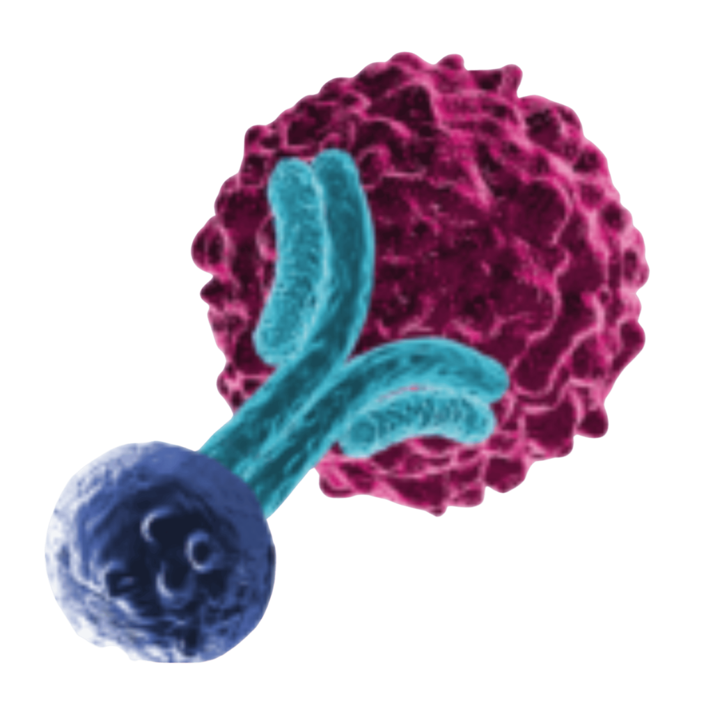 T-Cell Engager for Autoimmune Disease Summit